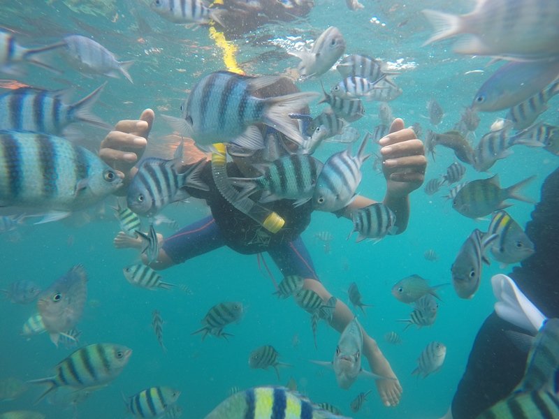 paket wisata karimunjawa