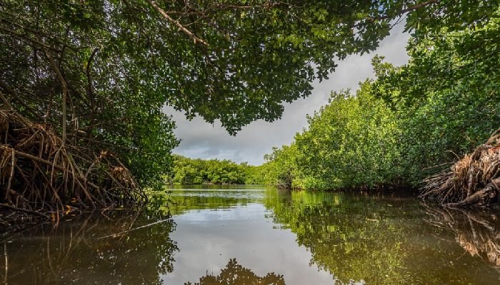 Maron Mangrove Edupark