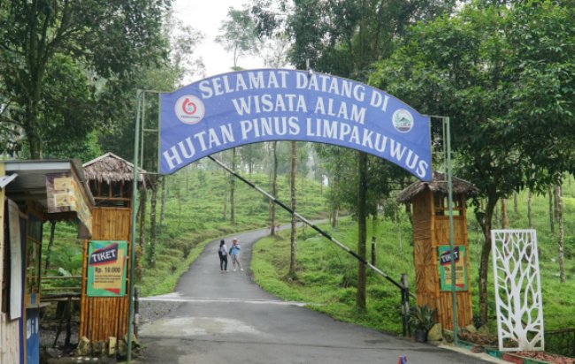 Hutan Pinus Limpakuwus