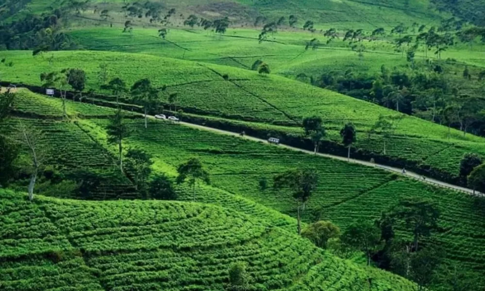 Kebun Teh Kemuning